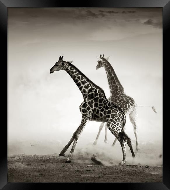 Majestic Giraffe Stampede Framed Print by Johan Swanepoel