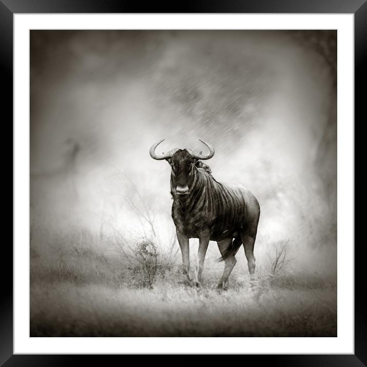 Blue Wildebeest in rainstorm Framed Mounted Print by Johan Swanepoel