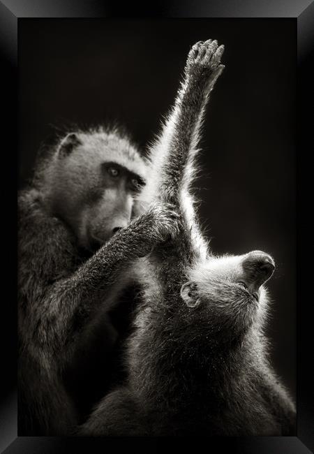 Chacma Baboons Grooming Framed Print by Johan Swanepoel