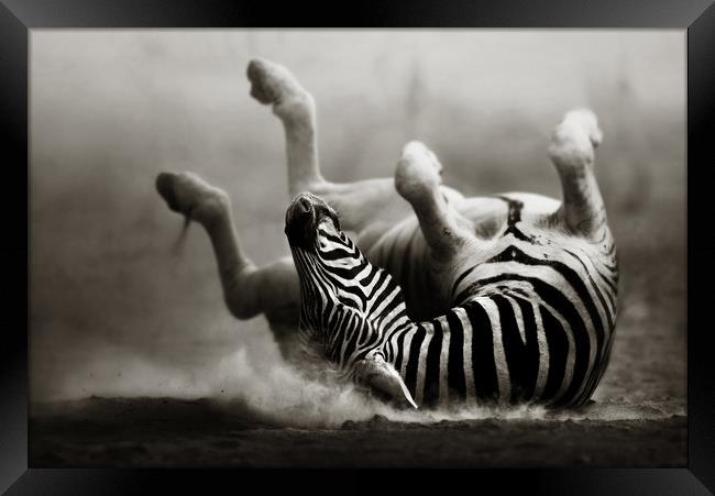 Zebra rolling in the dust Framed Print by Johan Swanepoel