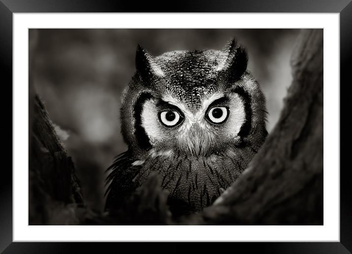 Whitefaced Owl portrait Framed Mounted Print by Johan Swanepoel