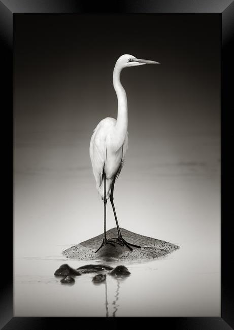 Great white egret perched on Hippopotamus Framed Print by Johan Swanepoel