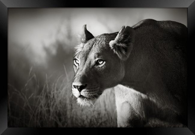 Lioness stalking Framed Print by Johan Swanepoel