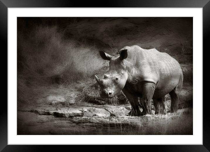 White Rhinoceros Framed Mounted Print by Johan Swanepoel