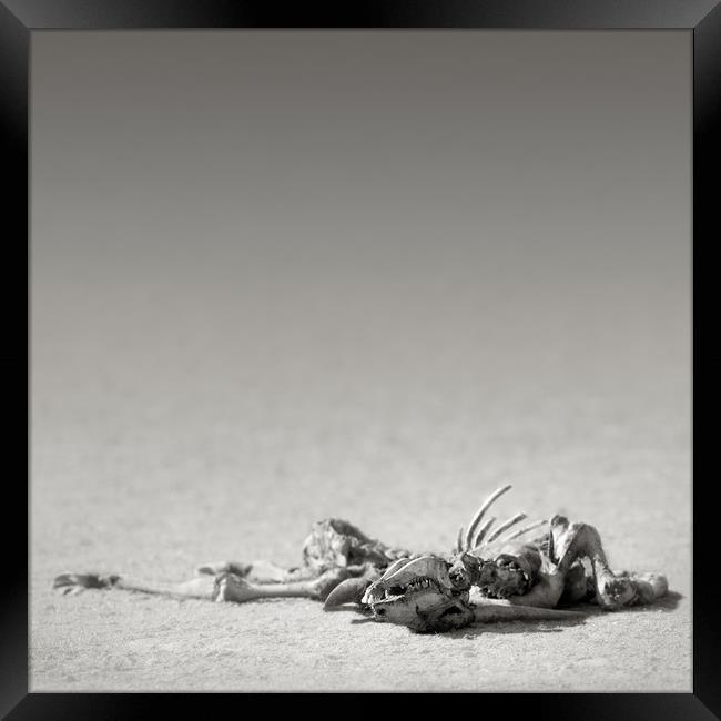 Eland skeleton in desert Framed Print by Johan Swanepoel