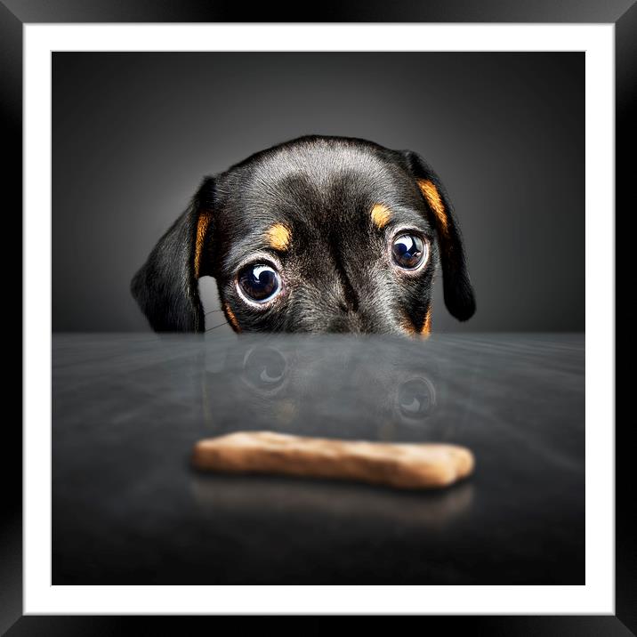 Puppy longing for a treat Framed Mounted Print by Johan Swanepoel