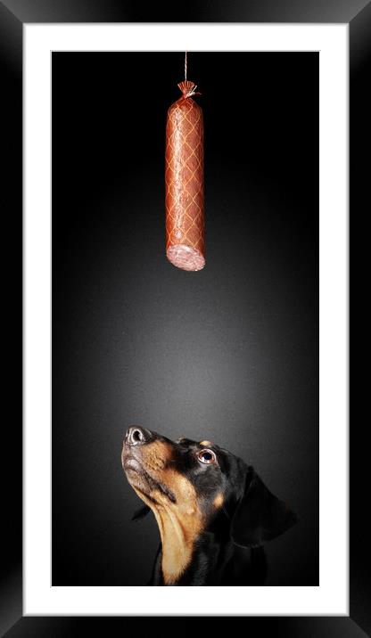 Dachshund looking up at salami Framed Mounted Print by Johan Swanepoel