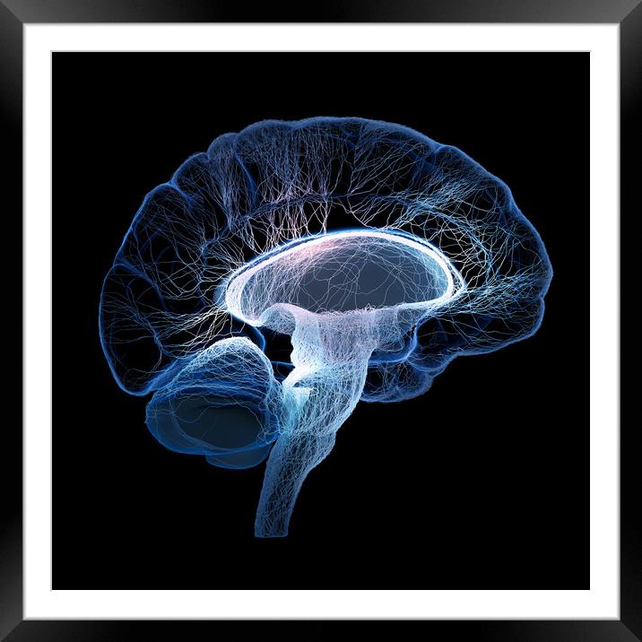 Human brain illustrated with interconnected small  Framed Mounted Print by Johan Swanepoel