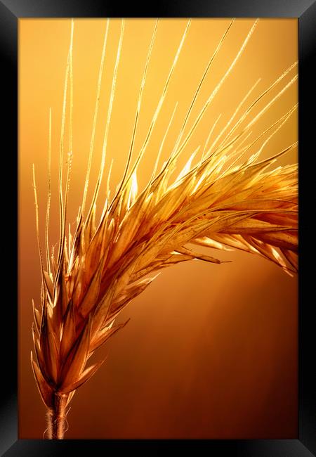 Wheat macro Framed Print by Johan Swanepoel