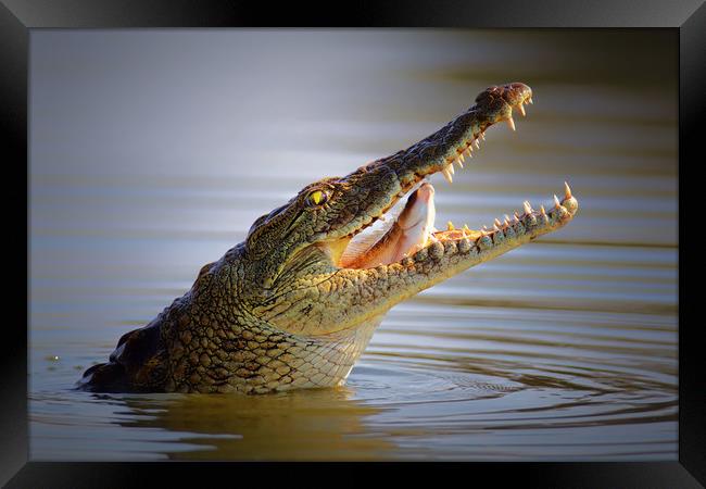 Nile crocodile swollowing a fish Framed Print by Johan Swanepoel