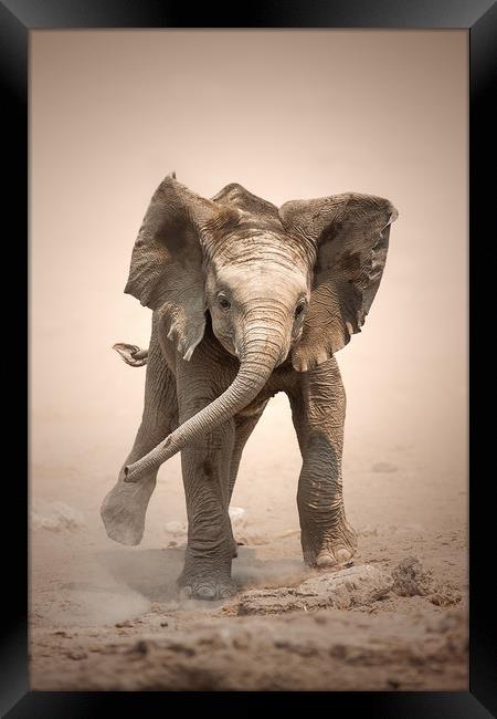 Elephant Calf mock charging Framed Print by Johan Swanepoel