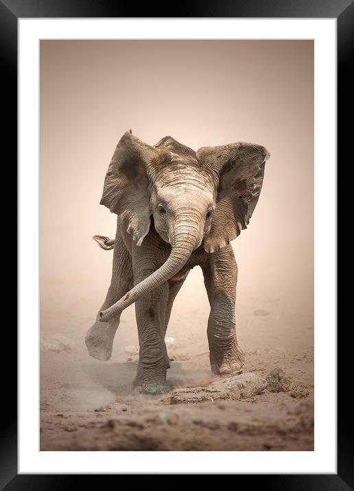 Elephant Calf mock charging Framed Mounted Print by Johan Swanepoel