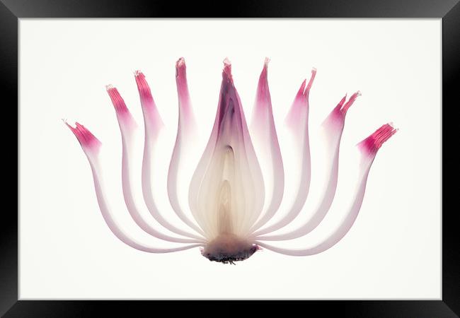 Red Onion Translucent peeled layers Framed Print by Johan Swanepoel