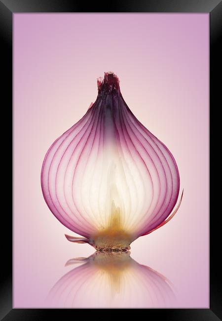Red Onion Translucent Framed Print by Johan Swanepoel