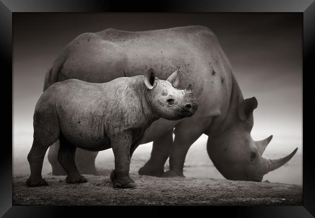 Black Rhinoceros calf Framed Print by Johan Swanepoel