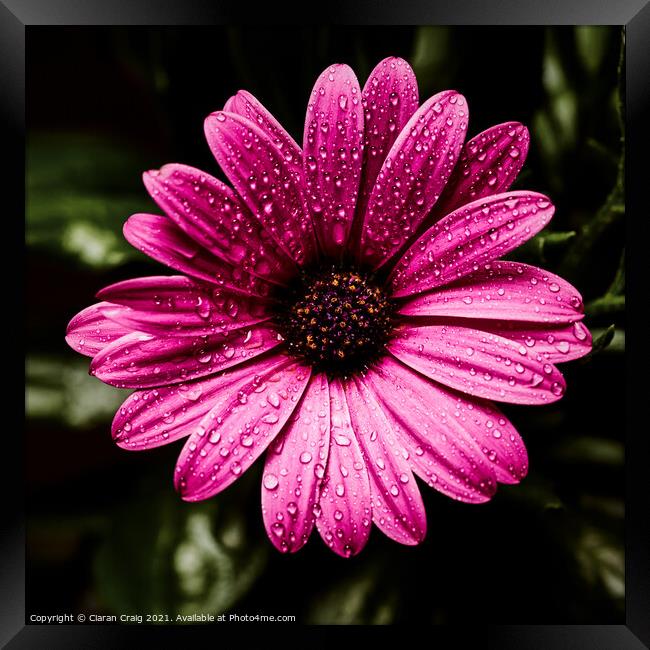 Little pink daisy  Framed Print by Ciaran Craig