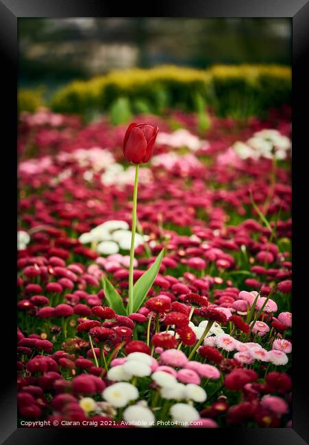 Little Red Tulip  Framed Print by Ciaran Craig