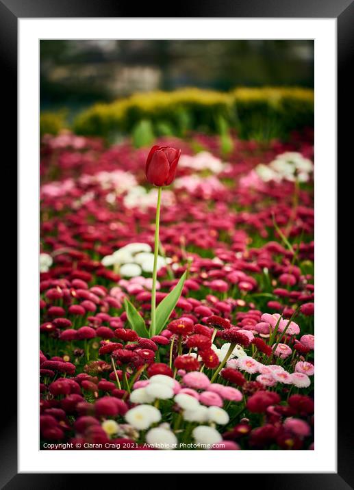 Little Red Tulip  Framed Mounted Print by Ciaran Craig