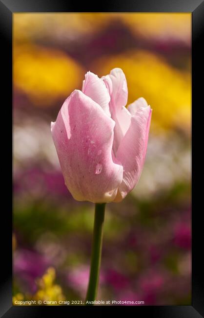 Pink Tulip  Framed Print by Ciaran Craig
