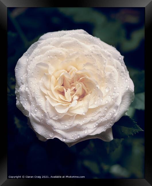 White Rose in Bloom  Framed Print by Ciaran Craig