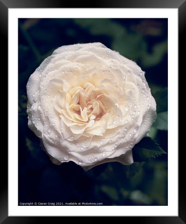 White Rose in Bloom  Framed Mounted Print by Ciaran Craig