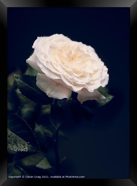Delicate White Rose  Framed Print by Ciaran Craig