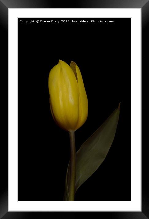Yellow  Tulip Framed Mounted Print by Ciaran Craig