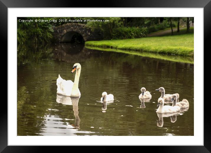Swans in the Park  Framed Mounted Print by Ciaran Craig