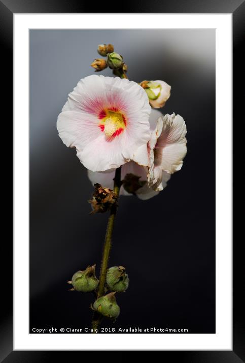 White flower Framed Mounted Print by Ciaran Craig