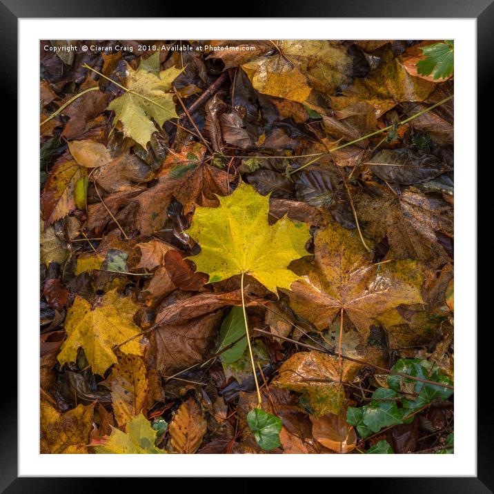 Yellow Maple Leaf  Framed Mounted Print by Ciaran Craig