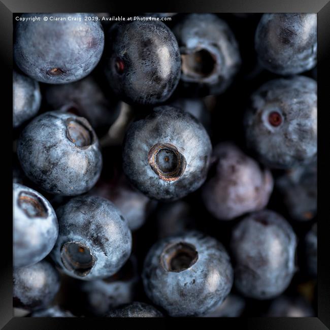 Blueberries  Framed Print by Ciaran Craig