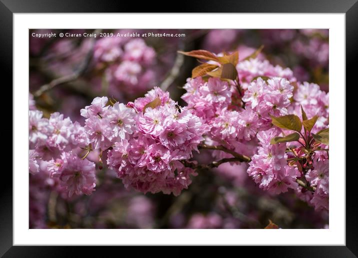 Cheery Blossom Season  Framed Mounted Print by Ciaran Craig