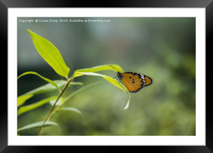 Monarch Butterfly Framed Mounted Print by Ciaran Craig