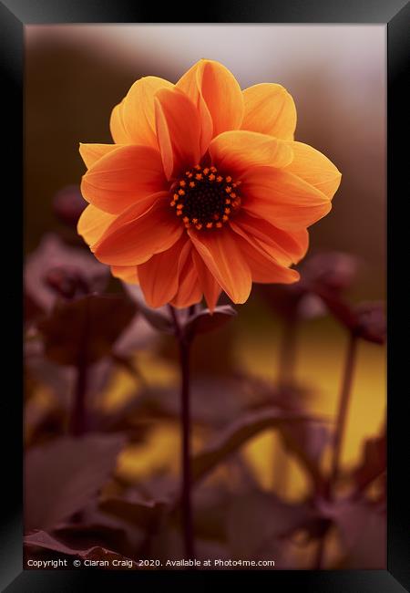 Orange Flower  Framed Print by Ciaran Craig