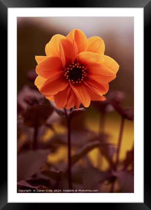 Orange Flower  Framed Mounted Print by Ciaran Craig