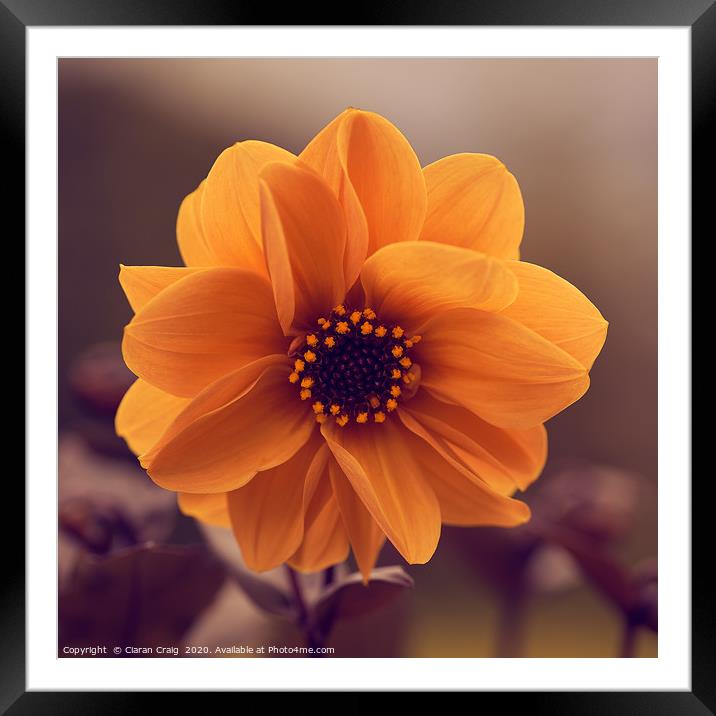 Closeup Orange Flower  Framed Mounted Print by Ciaran Craig