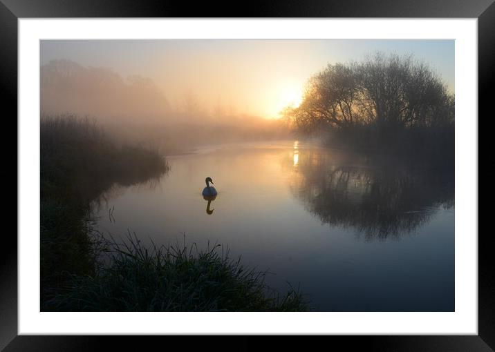 The Lone Swan Framed Mounted Print by David Neighbour