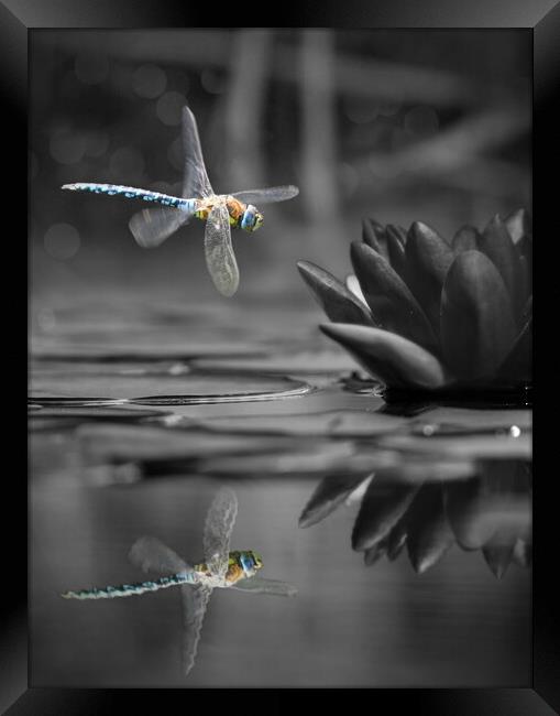 Dragonfly Reflections Framed Print by David Neighbour
