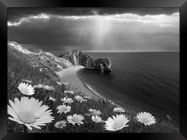 Durdle Daisies B&W Framed Print by David Neighbour