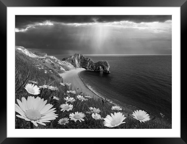 Durdle Daisies B&W Framed Mounted Print by David Neighbour