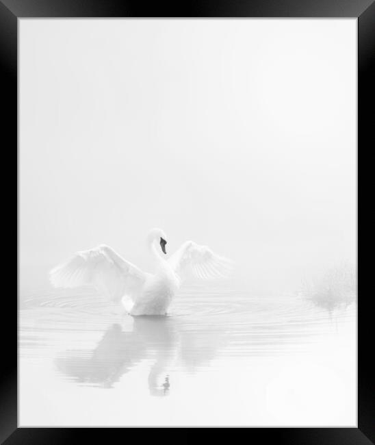 Stour Swan, Pure and Simple Framed Print by David Neighbour