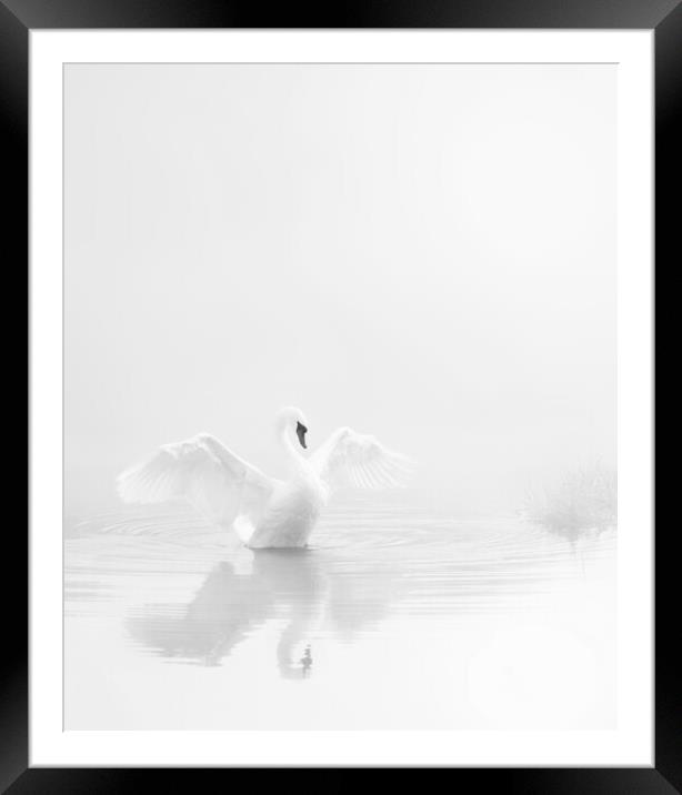 Stour Swan, Pure and Simple Framed Mounted Print by David Neighbour