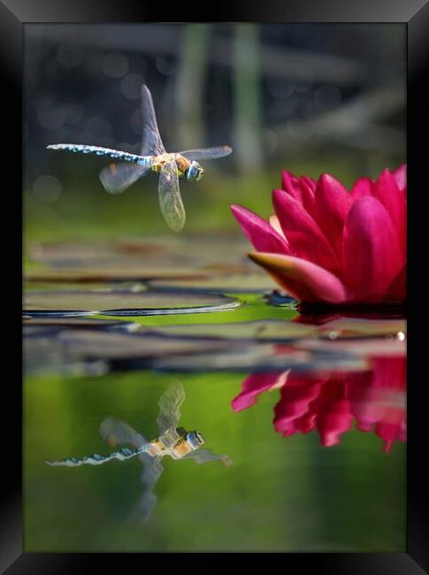 Dragonfly Reflections, Full Colour Framed Print by David Neighbour
