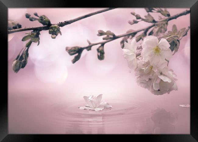 Blossom Bokeh Framed Print by David Neighbour