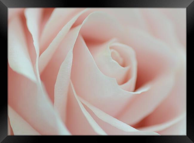 Soft Pink Rose Framed Print by David Neighbour