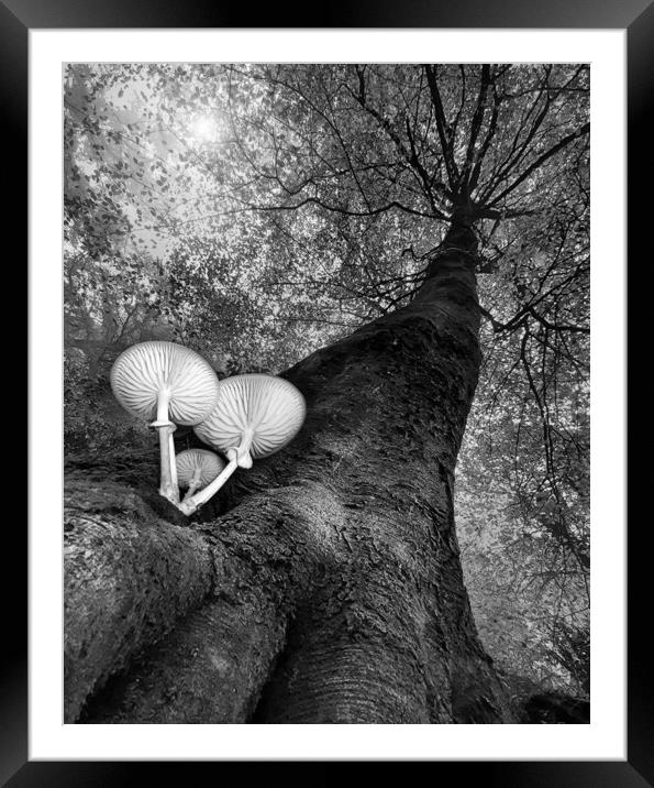 Autumn at Nine Springs Mono Framed Mounted Print by David Neighbour