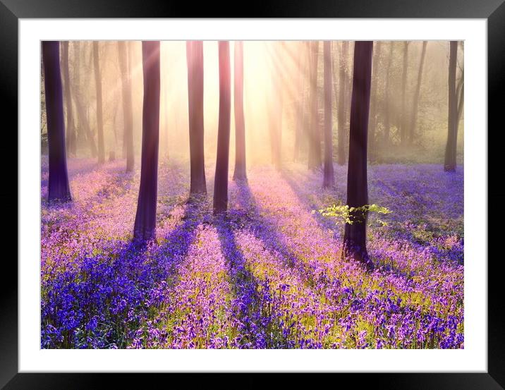 Bluebell Mists Framed Mounted Print by David Neighbour