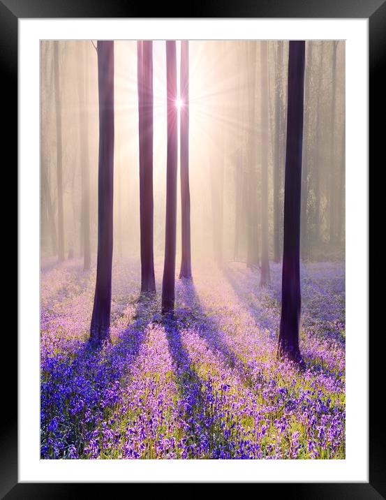 Portrait of a Bluebell Wood Framed Mounted Print by David Neighbour