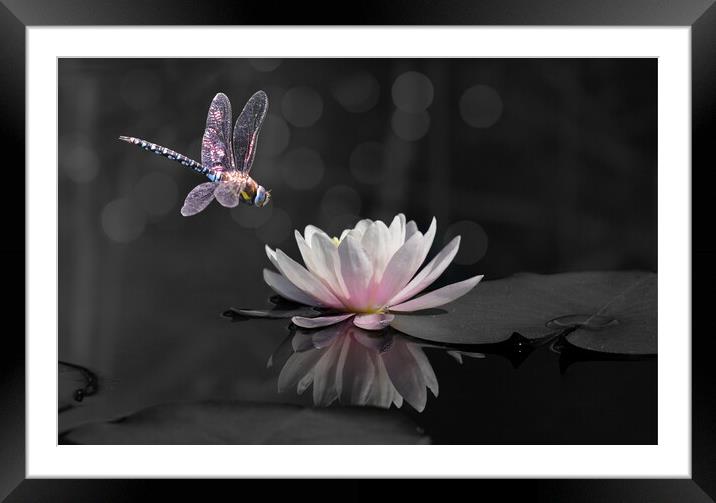 Migrant Hawker Isolated Framed Mounted Print by David Neighbour