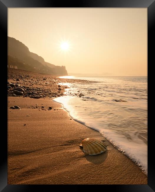 Branscombe Scallop Shell Framed Print by David Neighbour